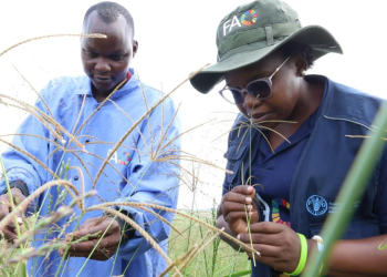 Karamoja Livestock Farmers Learn Pasture Management in Ankole