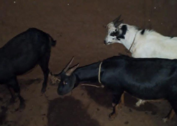 Joint Security Forces Recover Four Goats Stolen in Abim Raid