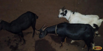 Joint Security Forces Recover Four Goats Stolen in Abim Raid