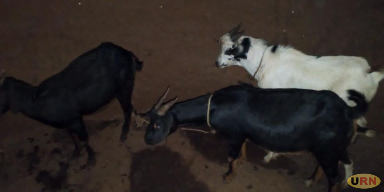 Joint Security Forces Recover Four Goats Stolen in Abim Raid