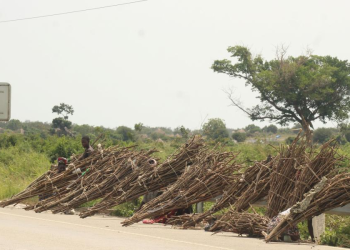 Buliisa Women Venture into Firewood Business as New Fishing Regulations Bite Harder