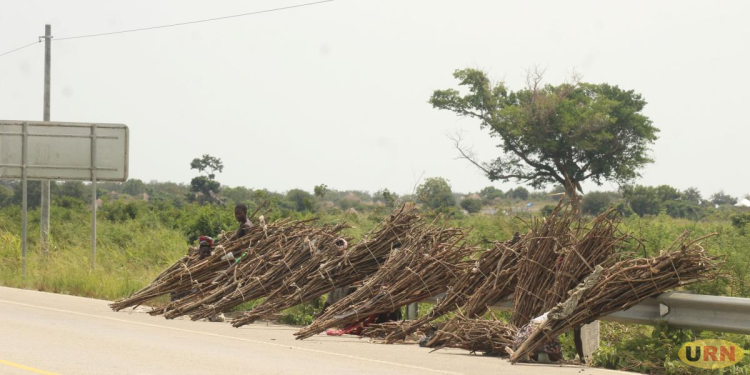 Buliisa Women Venture into Firewood Business as New Fishing Regulations Bite Harder