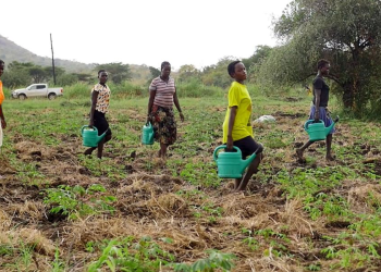 NARO Turns to Cassava For Food Security in Drought-Prone Karamoja