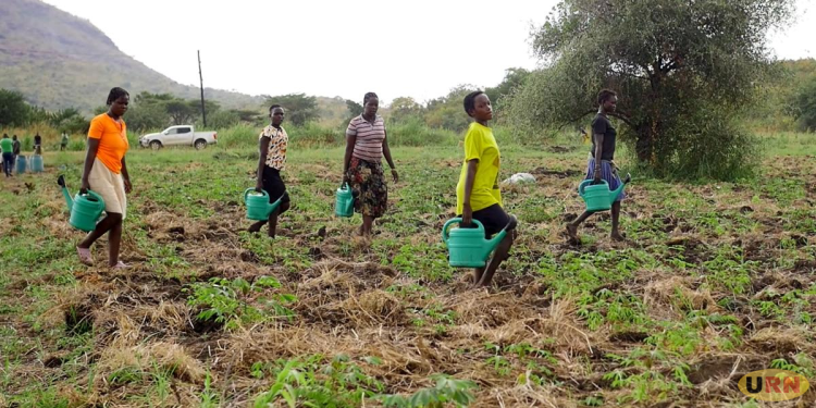NARO Turns to Cassava For Food Security in Drought-Prone Karamoja