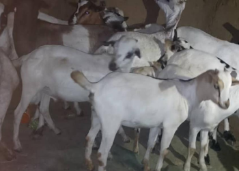 Joint Security Forces Recover 21 Goats Stolen in Nakapiripirit Raid