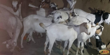 Joint Security Forces Recover 21 Goats Stolen in Nakapiripirit Raid