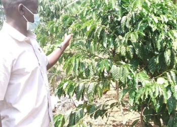 60% of Agago Coffee Seedlings Survive Four-Month Drought