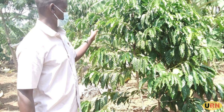 60% of Agago Coffee Seedlings Survive Four-Month Drought