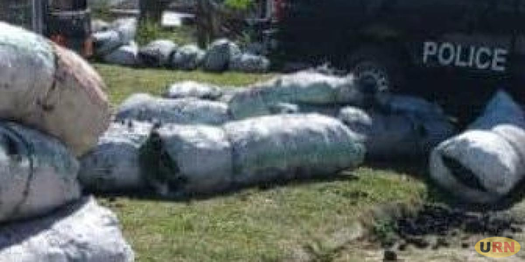 Koboko Police Impound 40 Sacks of Illegal Charcoal, Suspects on Run