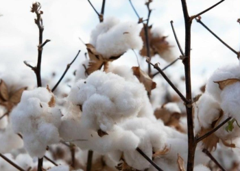 Cotton in Uganda 64 Years After Independence.