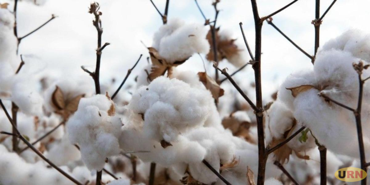 Cotton in Uganda 64 Years After Independence.