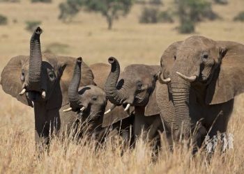 UPDF, UWA Drive 400 Elephants Back into Kidepo but Danger Remains in Kitgum