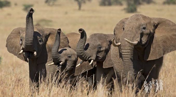 UPDF, UWA Drive 400 Elephants Back into Kidepo but Danger Remains in Kitgum