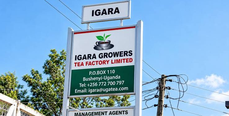 Igara Tea Factory Faces Auction Over Shs5 Billion Loan Arrears